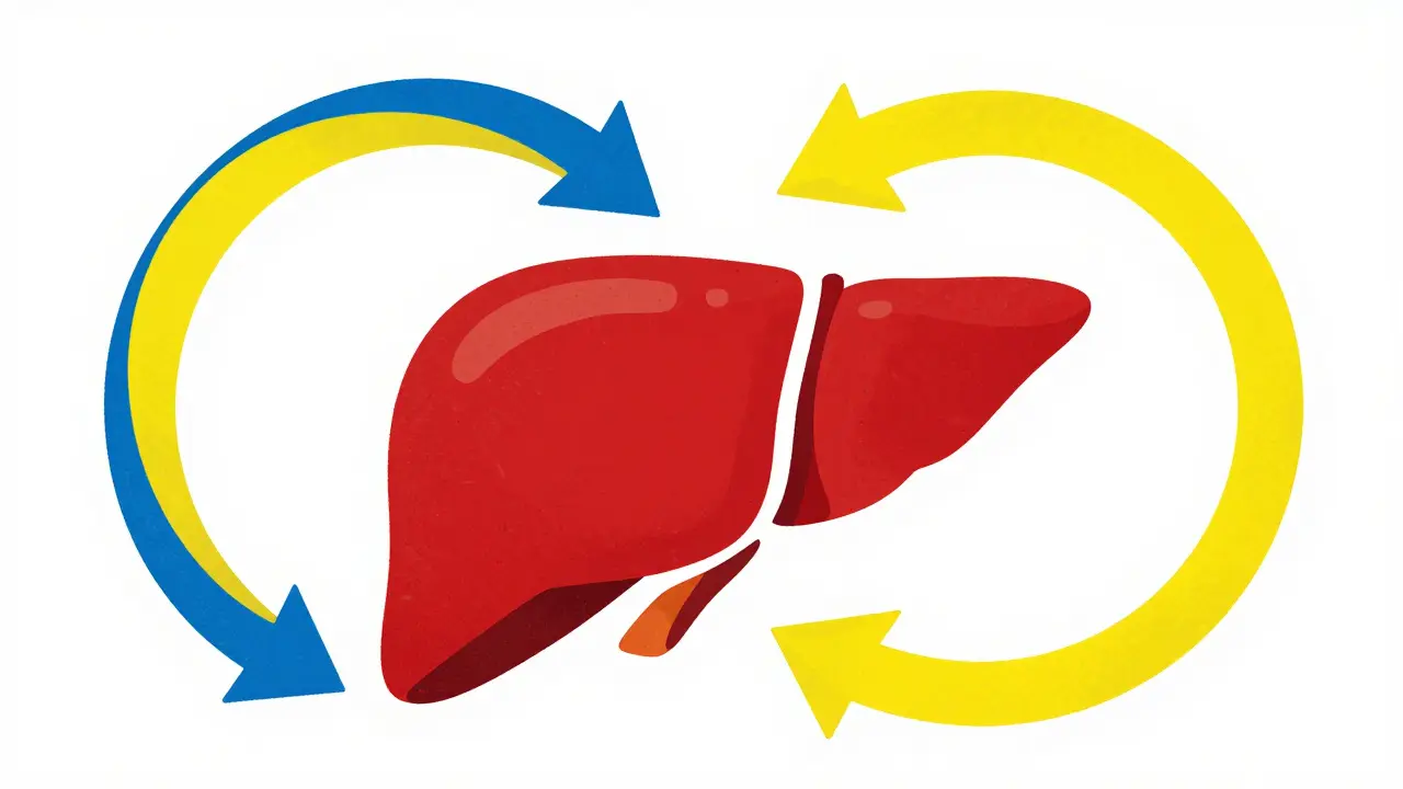Conceptual illustration of a stylized liver with looping arrows representing the cycle of fats and sugar.